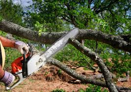 Best Emergency Tree Removal  in Merchantville, NJ